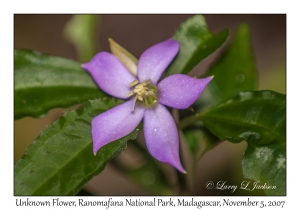 Unknown Flower