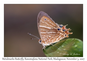 Metalmarks Butterfly