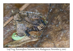 Leaf Frog