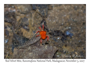 Red Velvet Mite