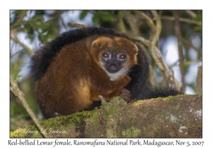 Red-bellied Lemur female