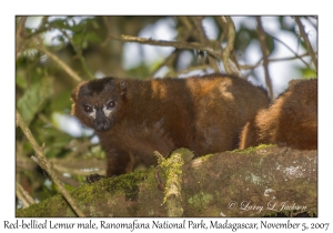 Red-bellied Lemur male
