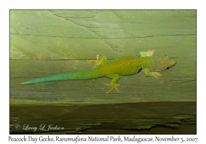 Peacock Day Gecko