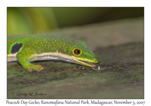 Peacock Day Gecko