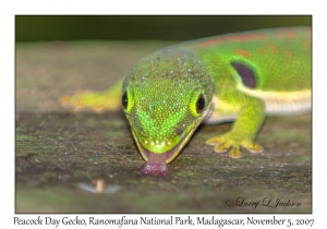 Peacock Day Gecko