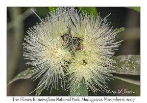 Tree Flower