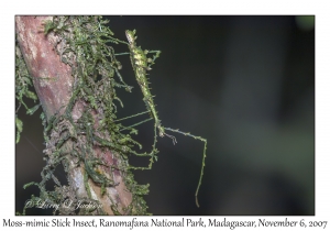 Moss-mimic Stick Insect