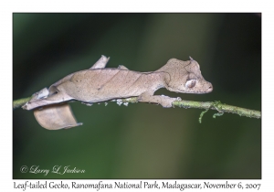 Leaf-tailed Gecko