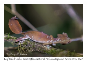 Leaf-tailed Gecko