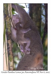 Greater Bamboo Lemur juvenile