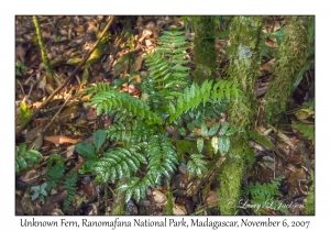 Unknown Fern