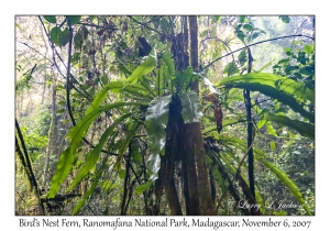 Bird's Nest Fern