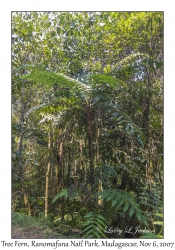 Tree Fern