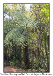 Tree Fern