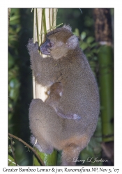 Greater Bamboo Lemur & juvenile
