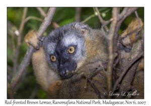 Red-fronted Brown Lemur