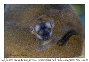 Red-fronted Brown Lemur juvenile