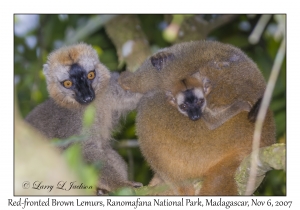 Red-fronted Brown Lemurs & juvenile