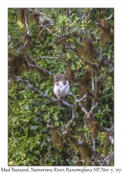 Madagascar Buzzard