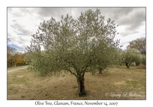 Olive Tree