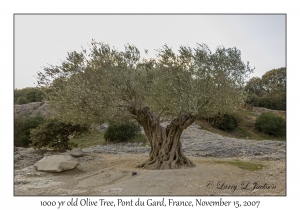 1000 year old Olive Tree