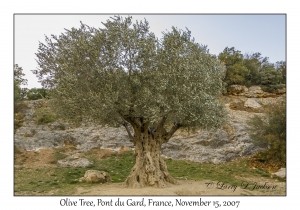 Olive Tree