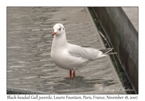 Black-headed Gull