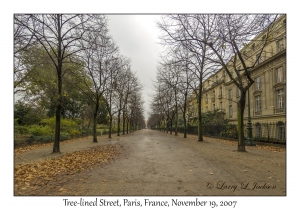 Tree-lined Street