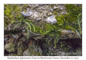 Maidenhair Spleenwort