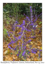 Beautyberry 'Profusion'