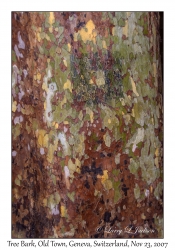 Tree Bark