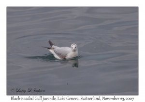 Black-headed Gull