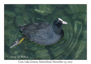 Coot