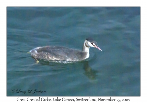 Great Crested Grebe