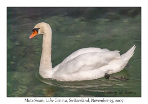 Mute Swan