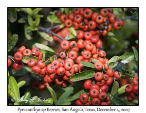 Pyracantha sp, berries