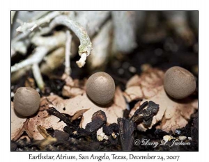 Earthstar