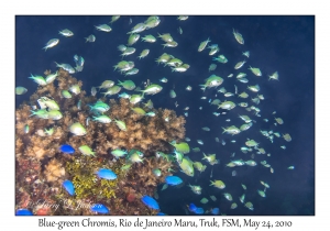 Blue-green Chromis