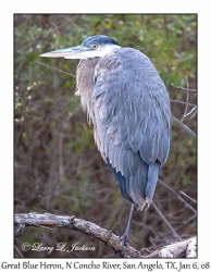 Great Blue Heron