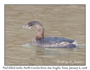 Pied-billed Grebe