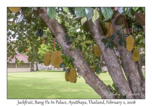 Jackfruit