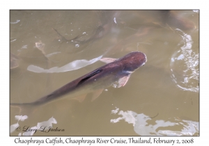 Chaophraya Catfish