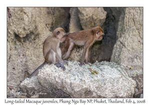 Long-tailed Macaques