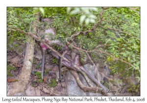 Long-tailed Macaques