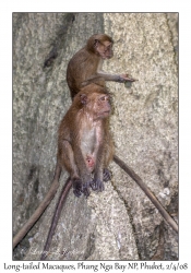 Long-tailed Macaques