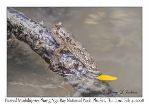 Barred Mudskipper