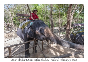 Asian Elephant