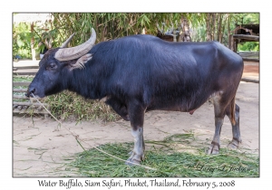 Water Buffalo