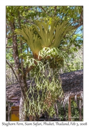 Staghorn Fern