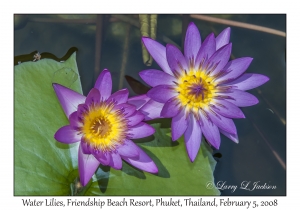 Water Lilies